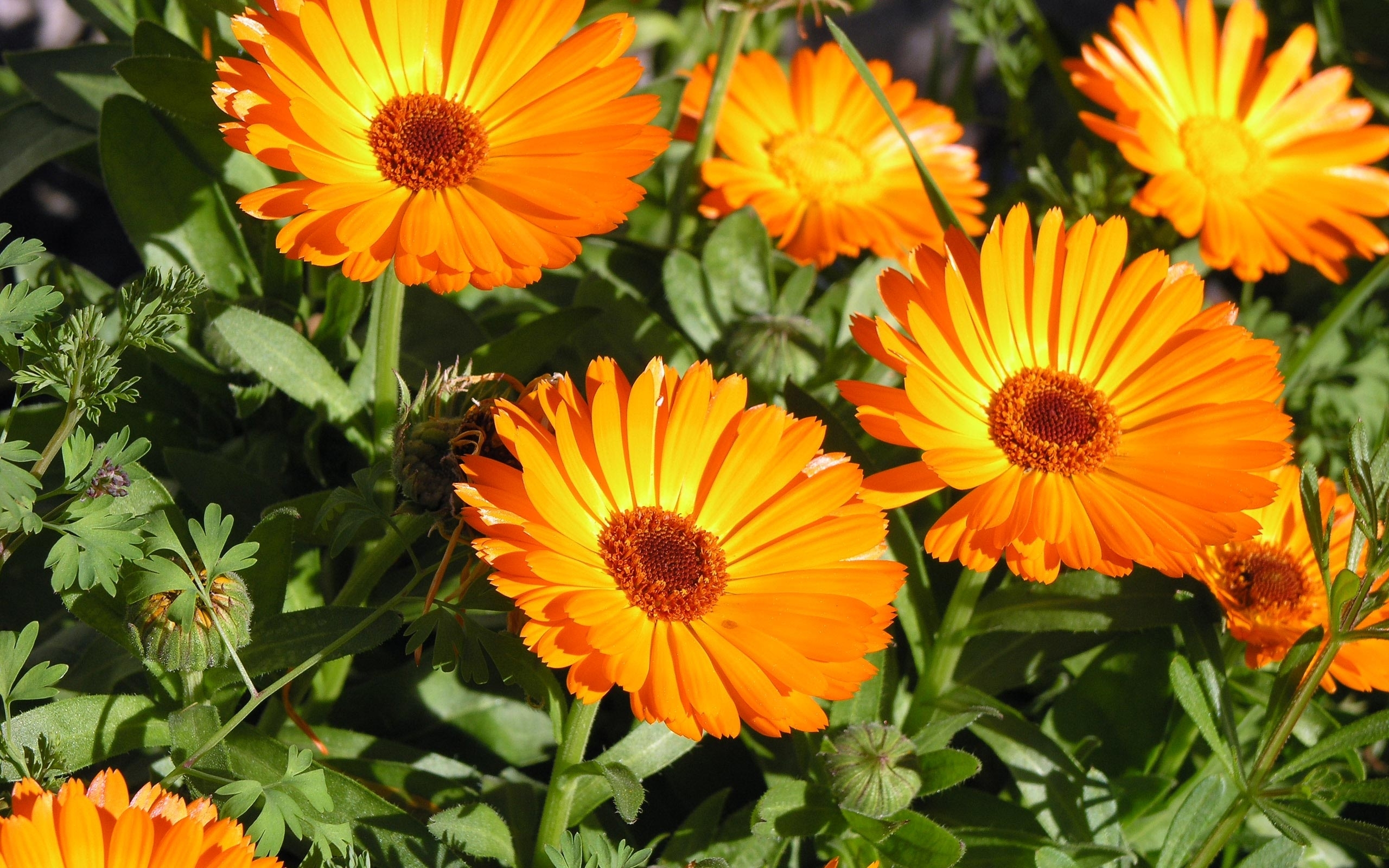 http://homeopathyforathletes.com/wp-content/uploads/2014/10/RX_calendula.jpg