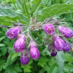 RX_symphytum_officinale