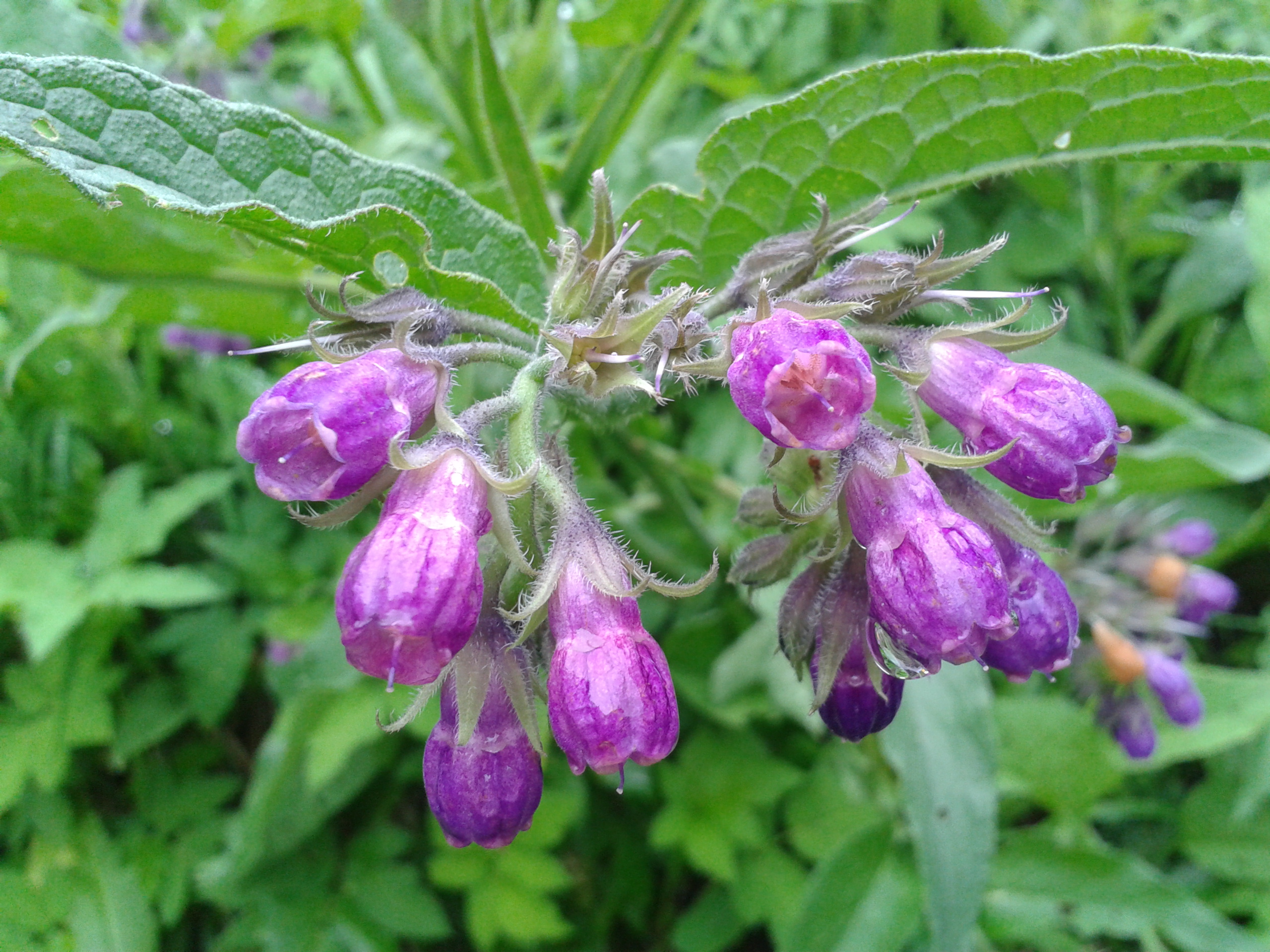 symphytum officinale plant